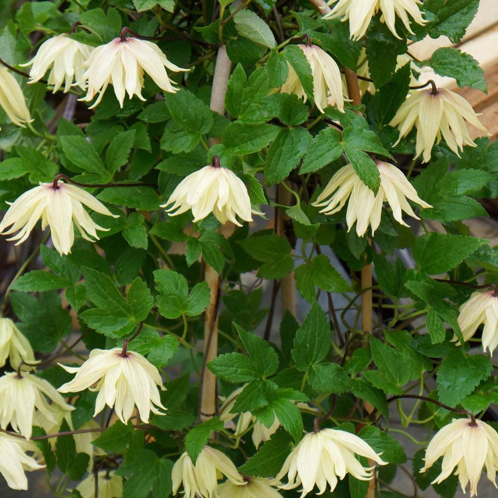Clematis Amber