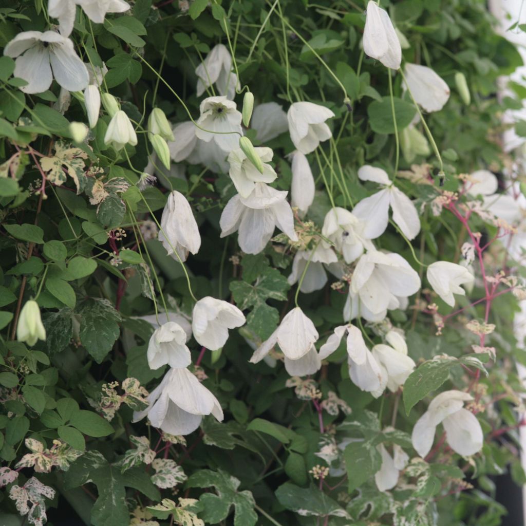 Clematis viticella Maria Cornelia