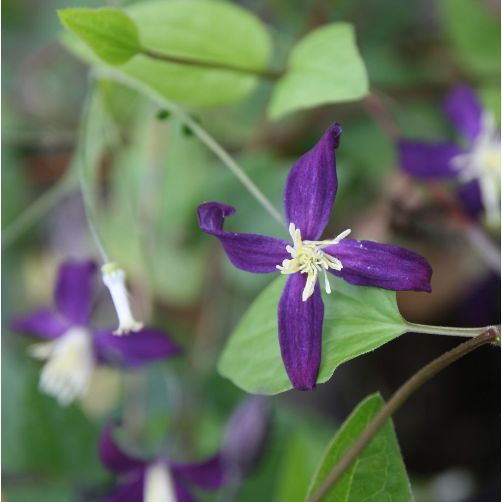 Clematis Aromatica