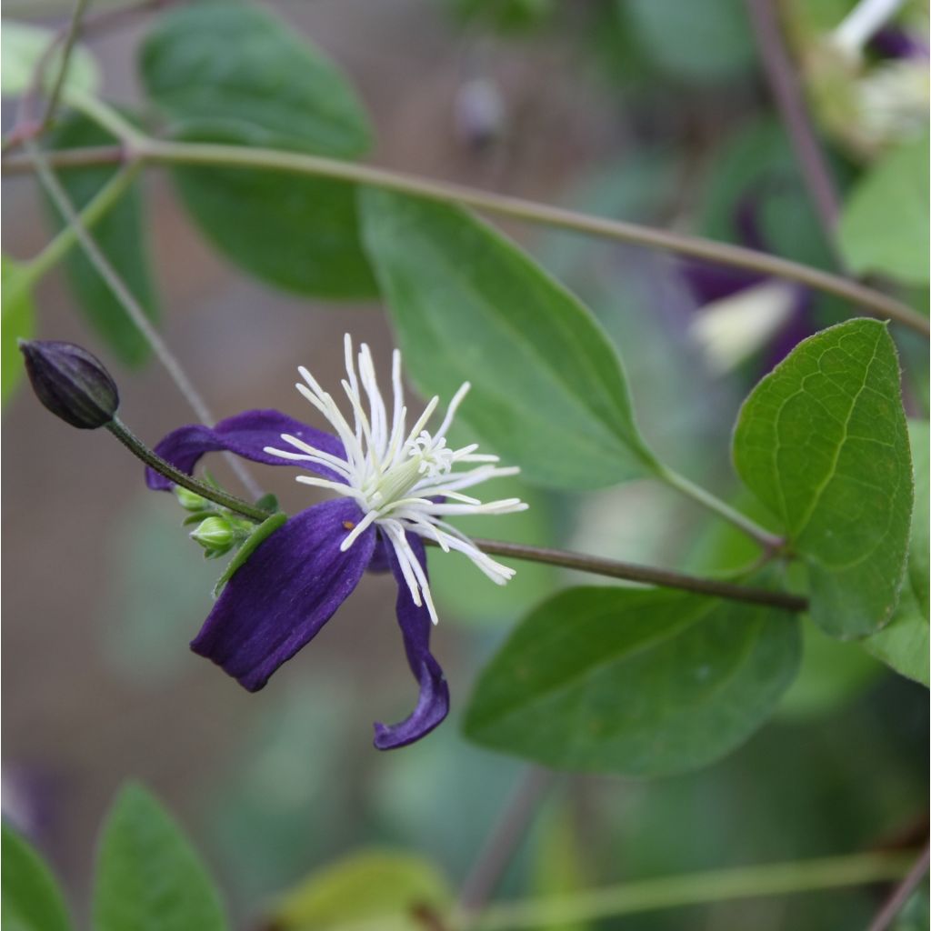 Clematis Aromatica