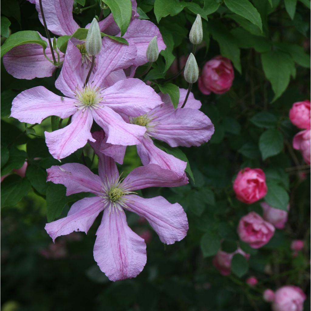 Clematis Comtesse de Bouchaud