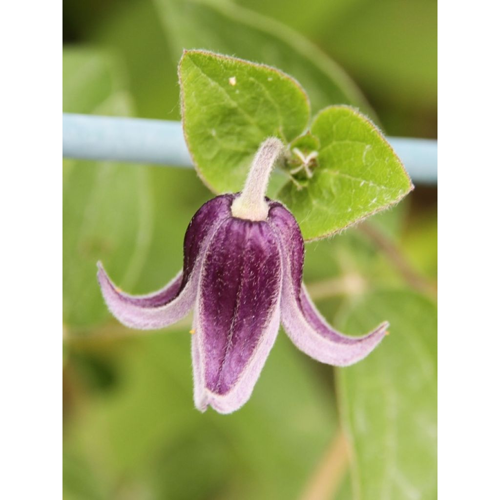 Clematis Fascination