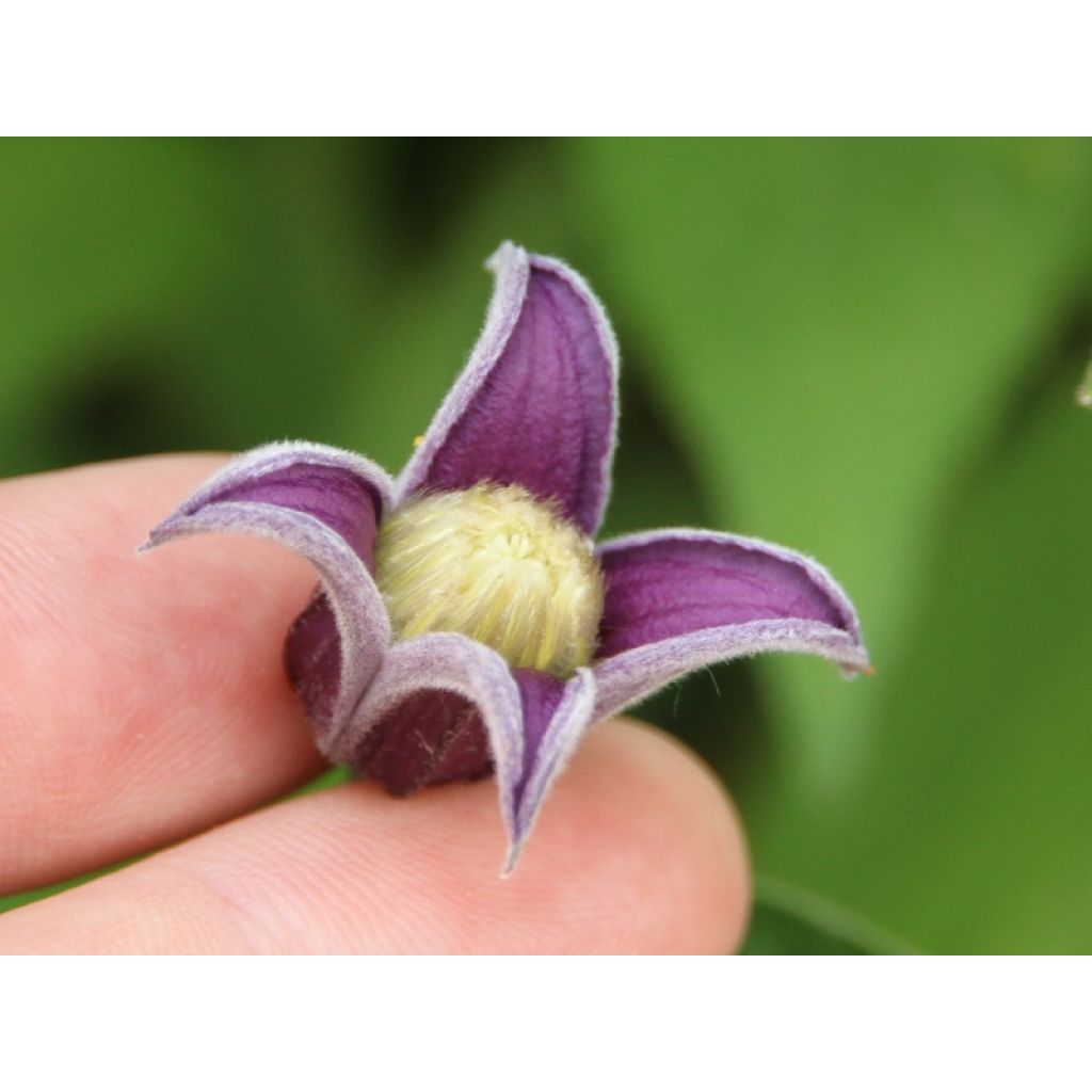 Clematis Fascination