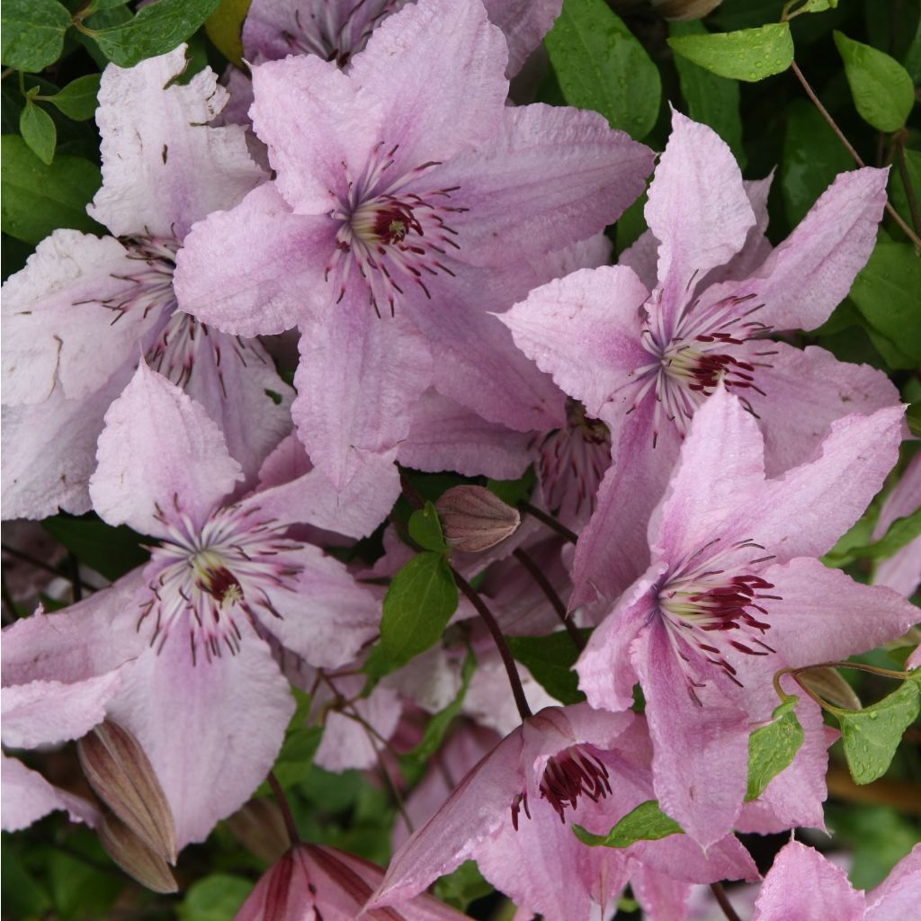 Clematis Hagley hybride