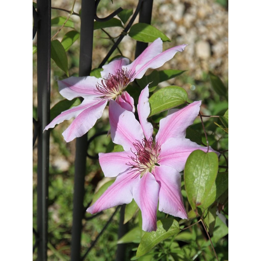 Clematis Nelly Moser
