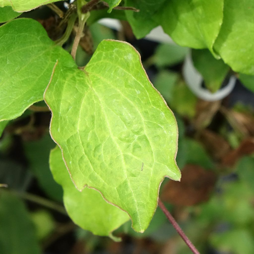Clematis Bee's Jubilée