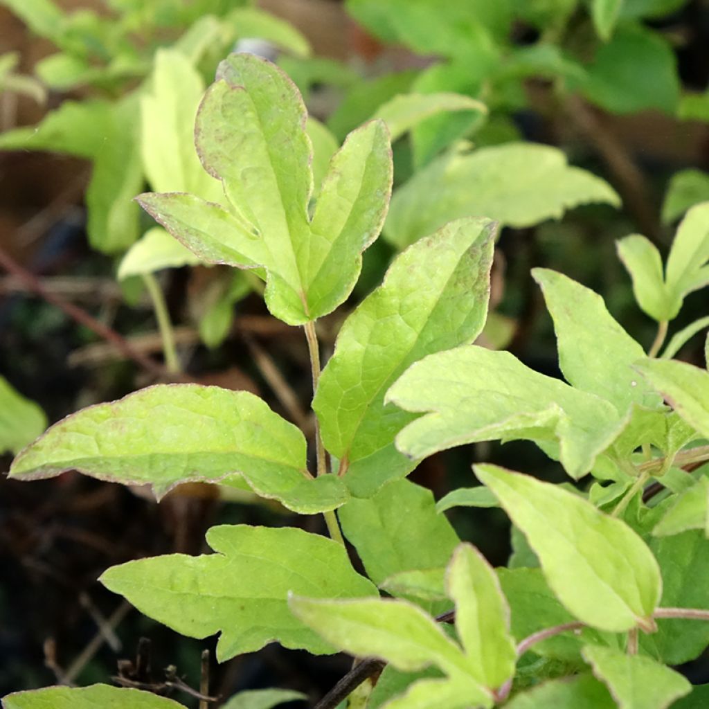 Clematis Blekitny aniol