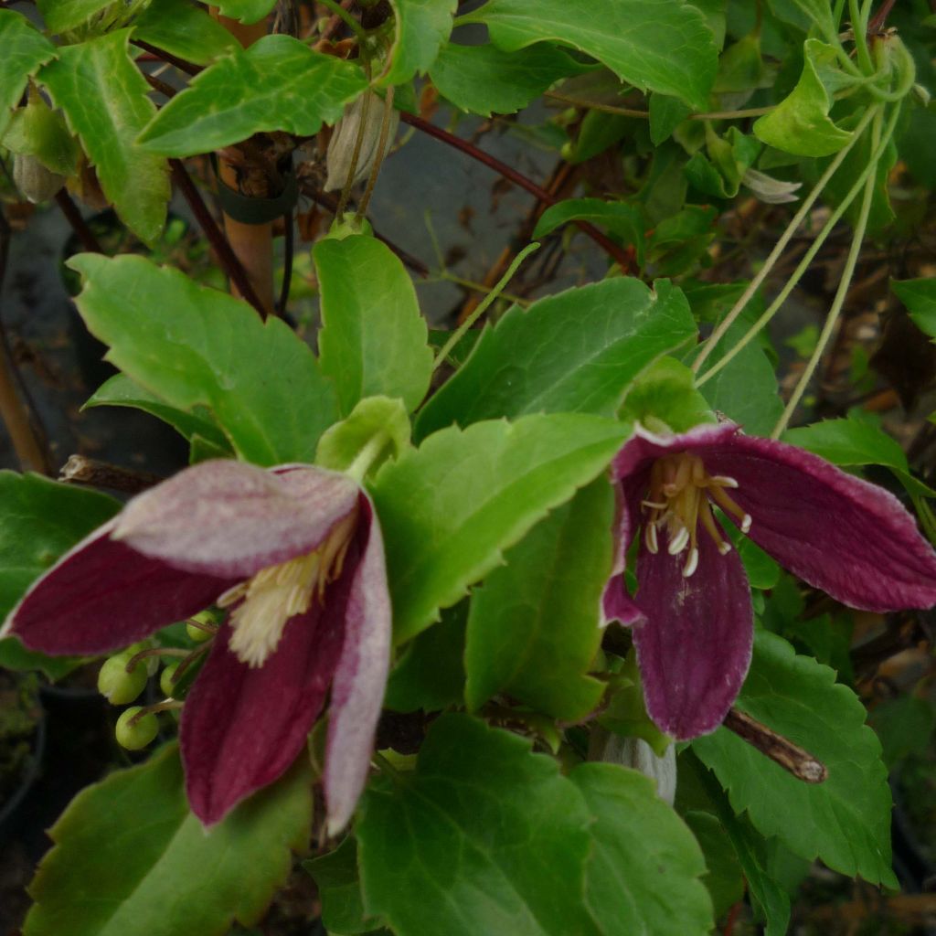 Clematis Lansdowne Gem