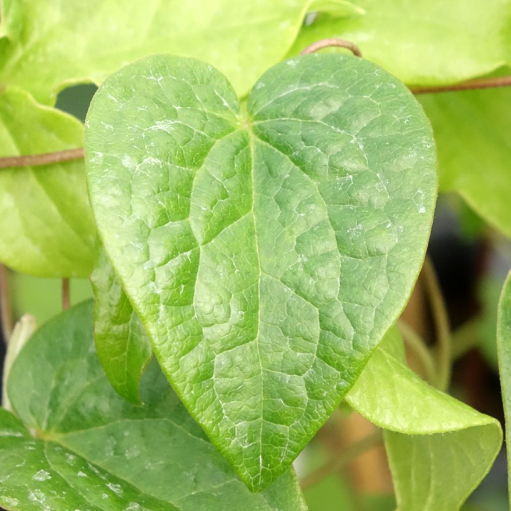 Clematis Couronne Royale