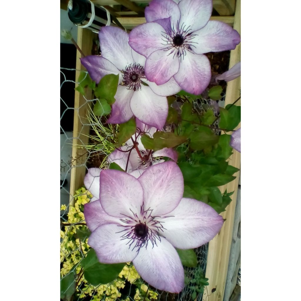 Clematis Fond Memories