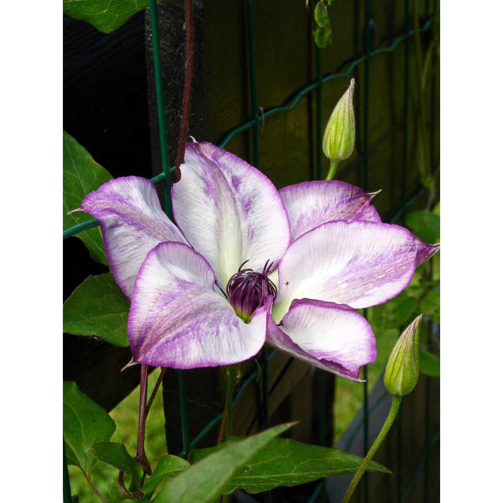 Clematis Fond Memories