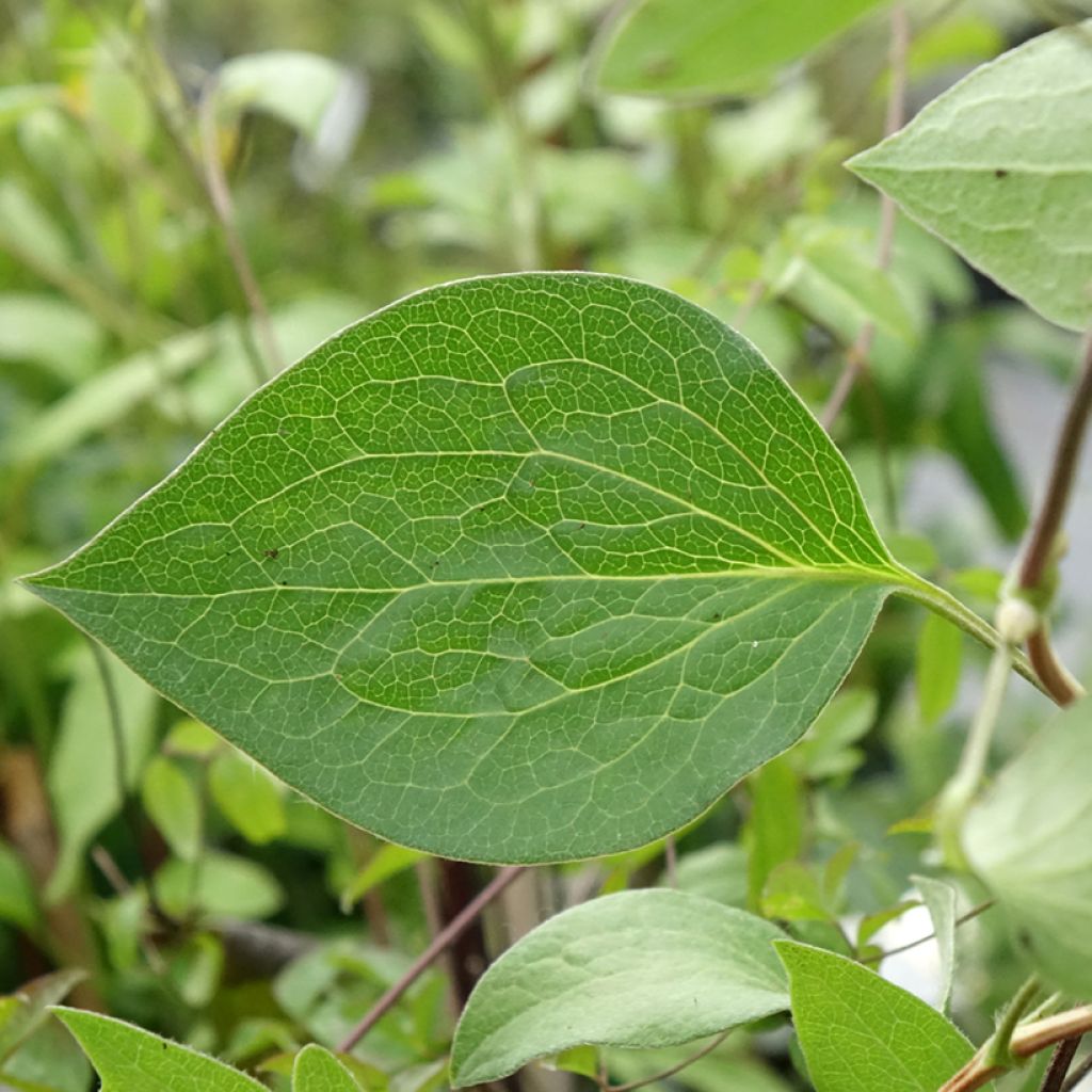 Clematis integrifolia Blue River Zoblueriver
