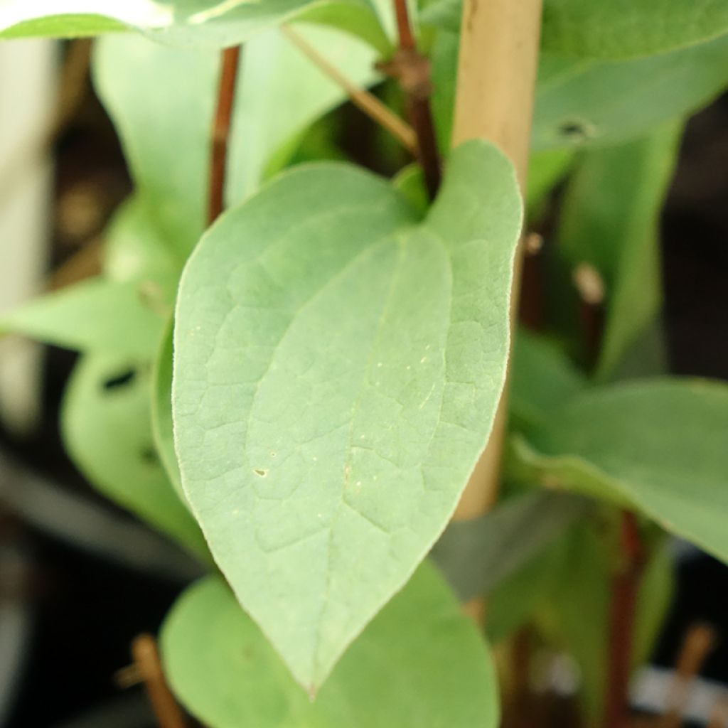 Clematis integrifolia Hakuree
