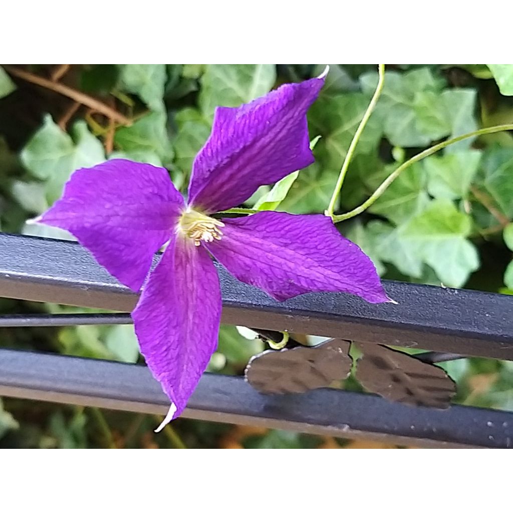 Clematis Superba