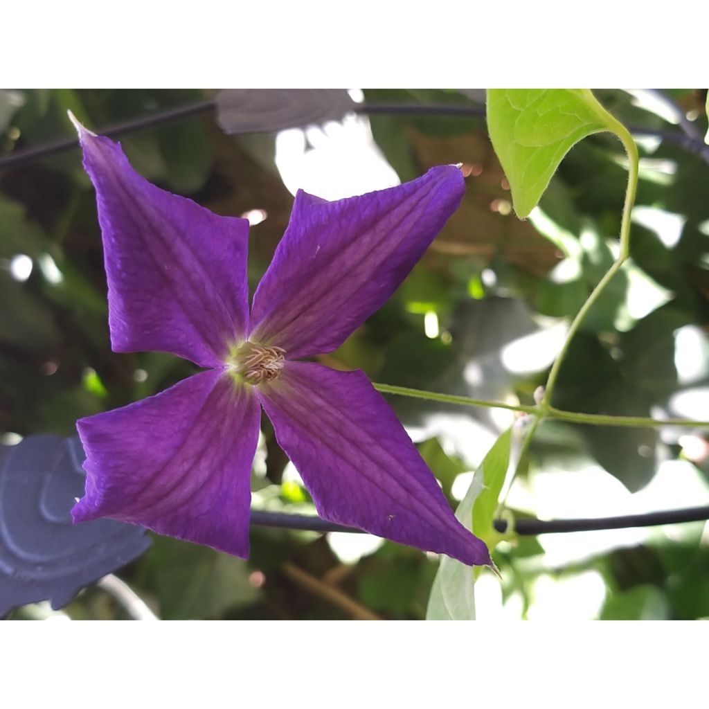 Clematis Superba