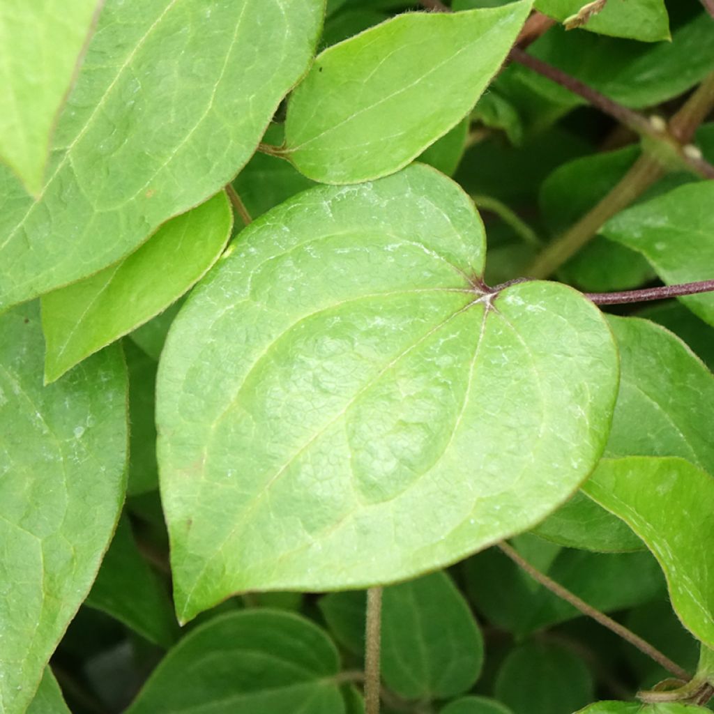 Clematis Margaret Hunt