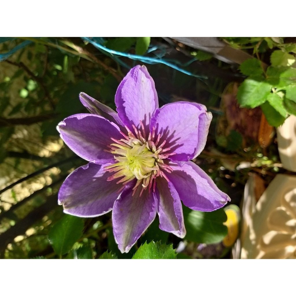 Clematis Multi Blue
