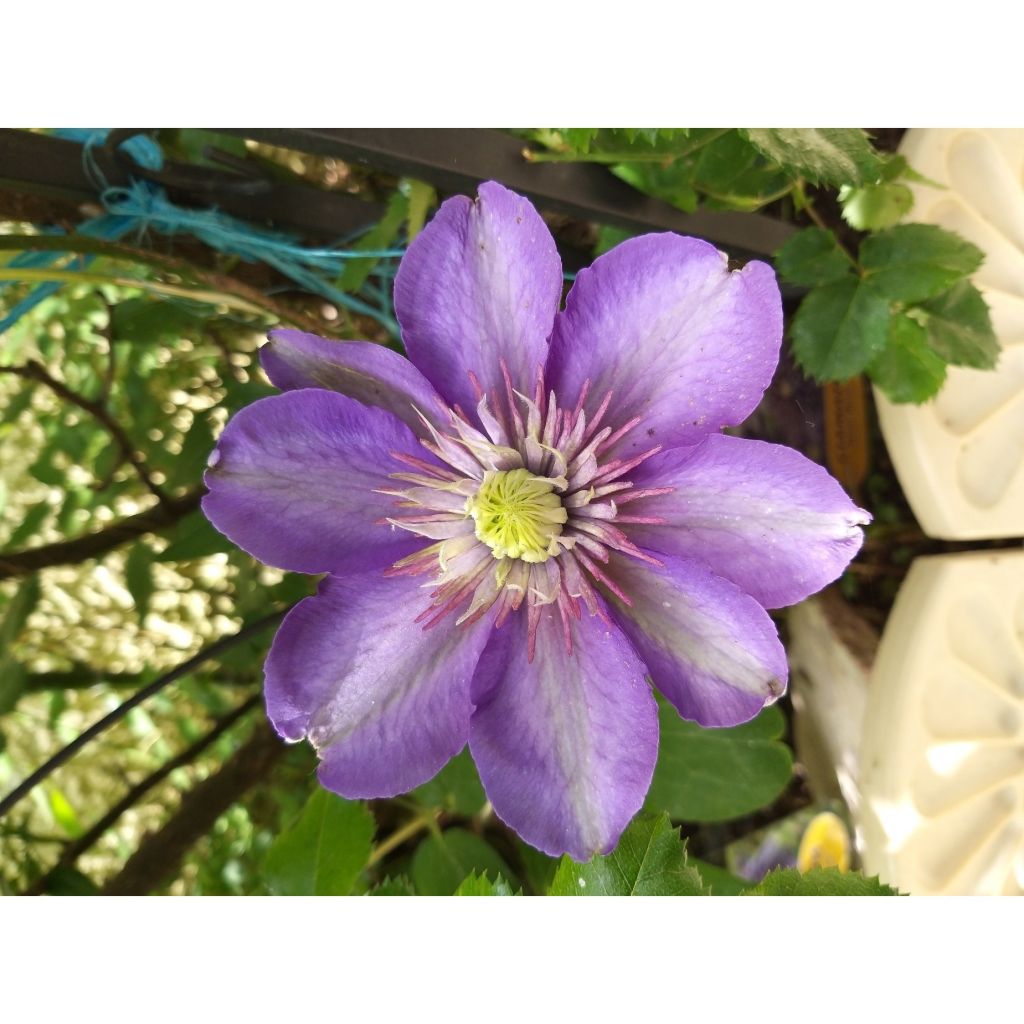 Clematis Multi Blue