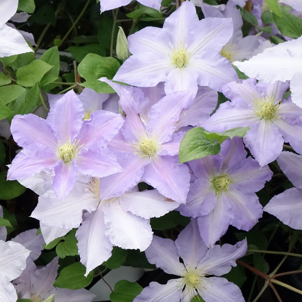 Clematis Spotlight