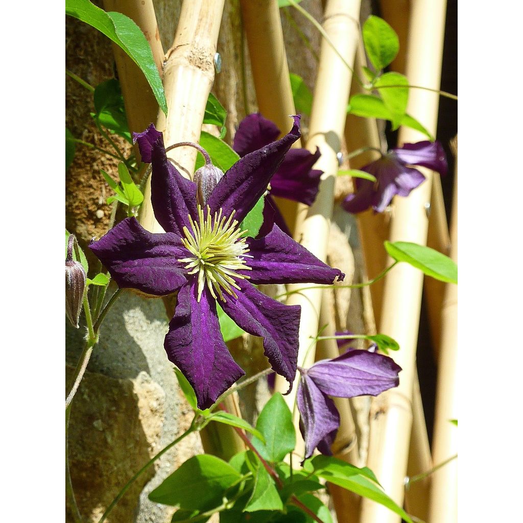 Clematis Romantika