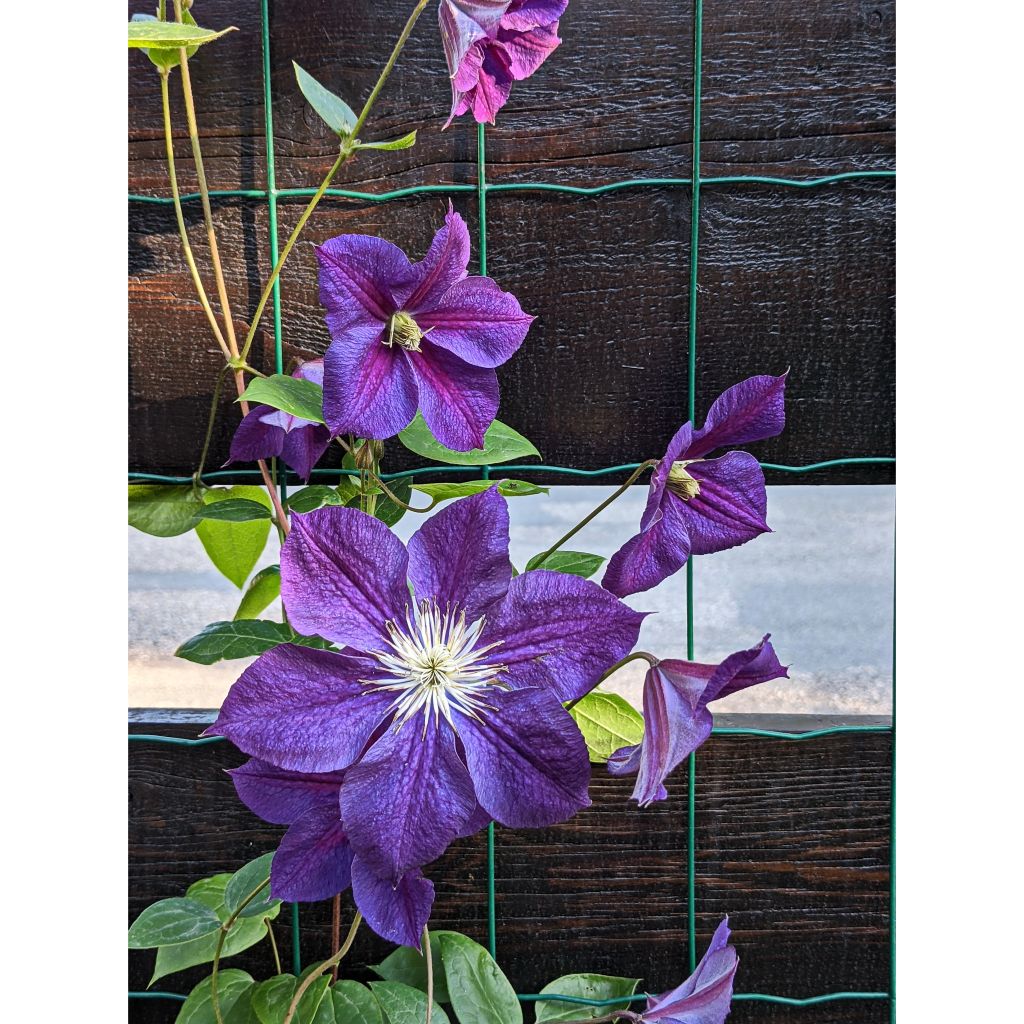 Clematis Star of India