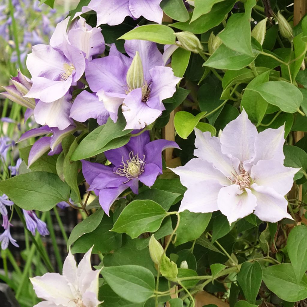 Clematis Mix Blue