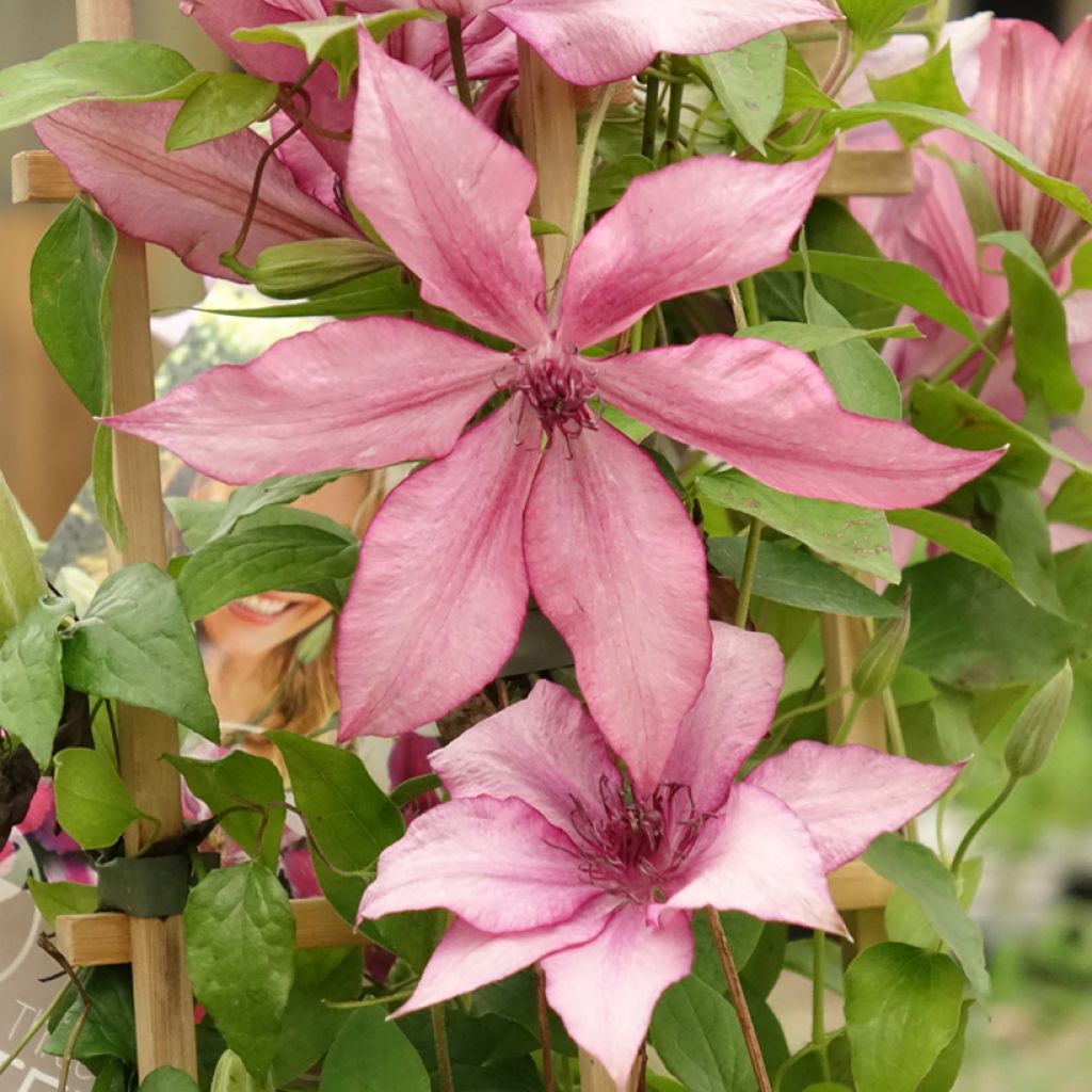 Clematis Mix