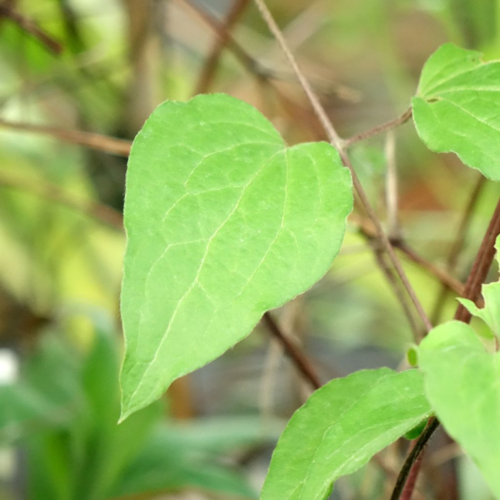 Clematis Warszawska Nike