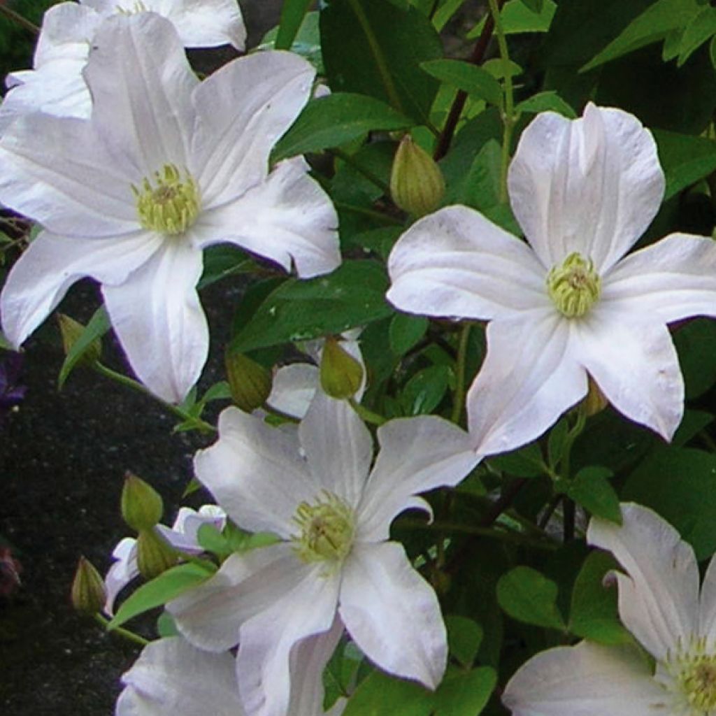 Clematis Mme Lecoultre