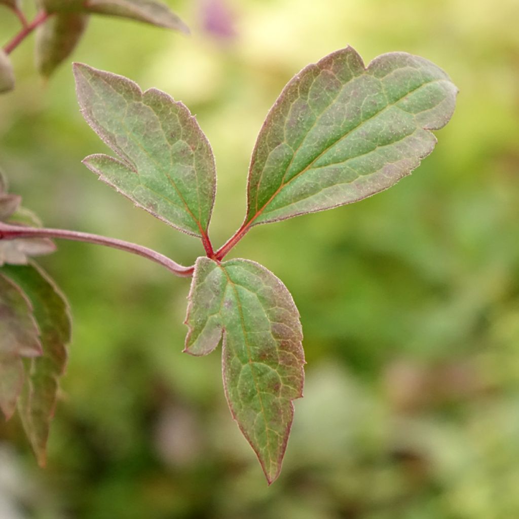 Clematis montana Starlet White Perfume