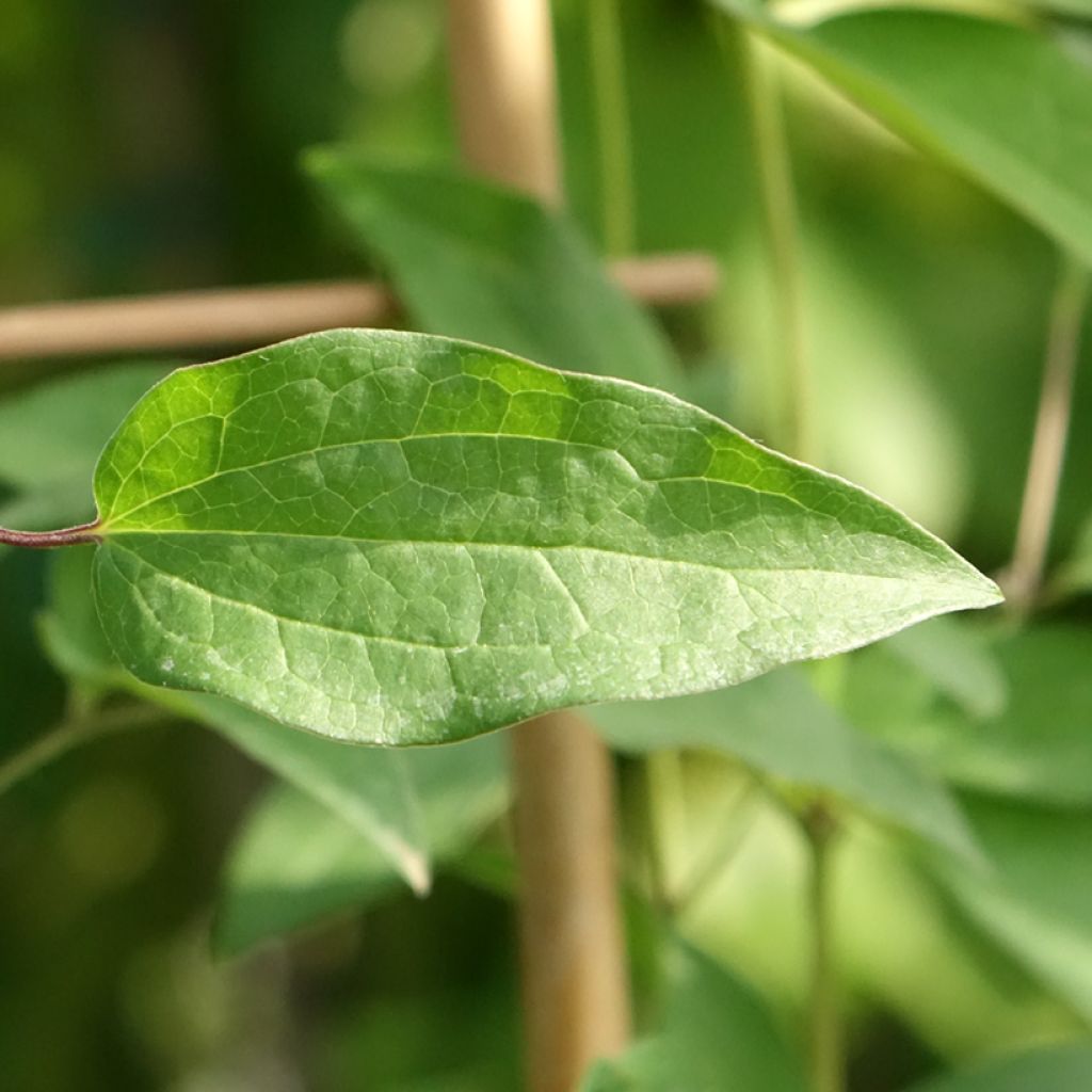 Clematis Saphyra Violetta