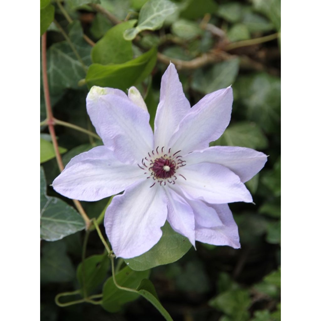 Clematis Ivan Olsson