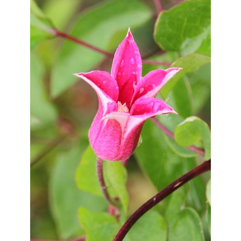 Clematis texensis Princesse Diana