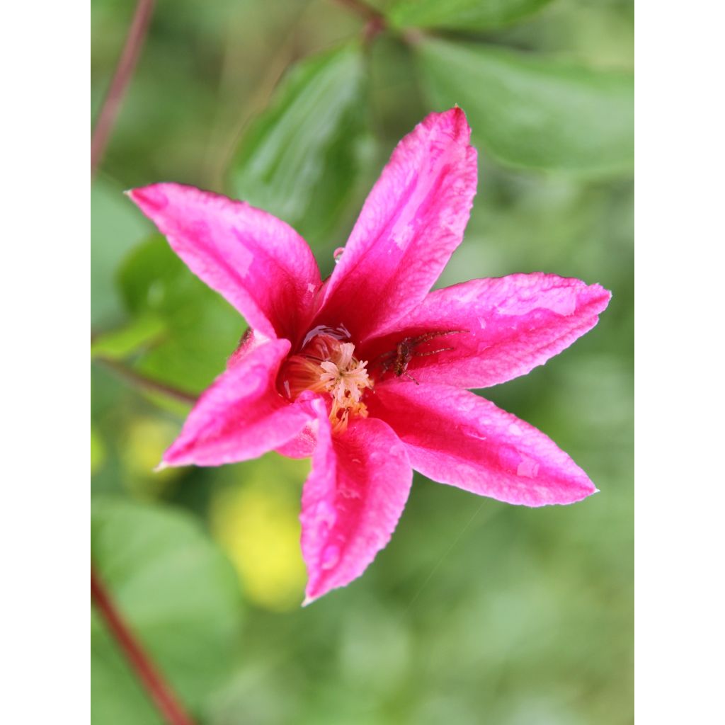 Clematis texensis Princesse Diana