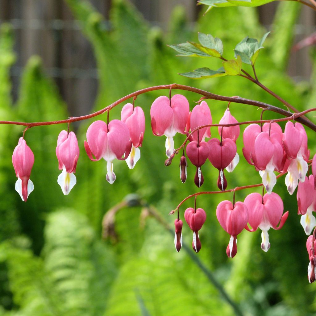 Dicentra spectabilis