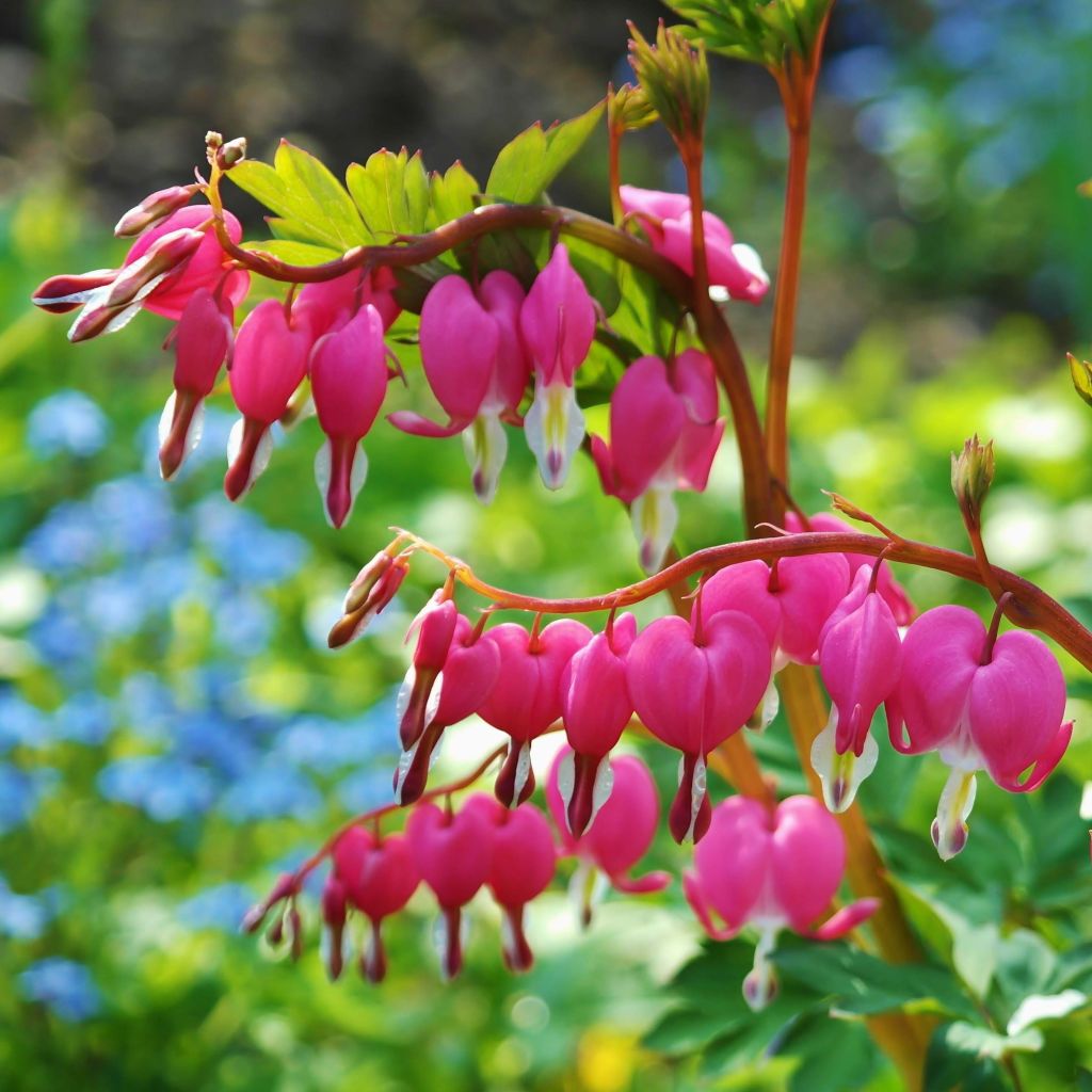 Dicentra spectabilis