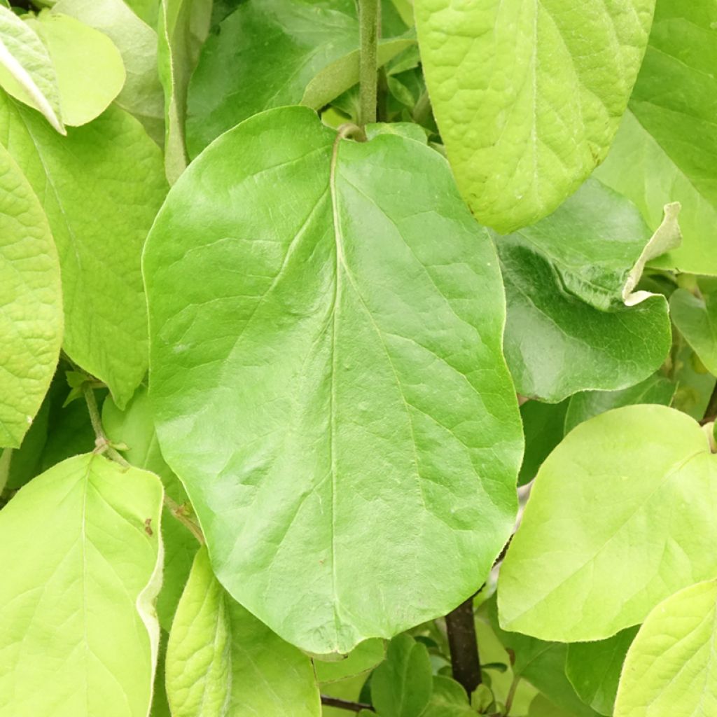 Marmeleiro Leskovacz - Cydonia oblonga