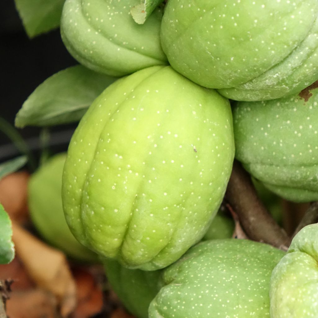 Marmeleiro-do-Japão Cameo