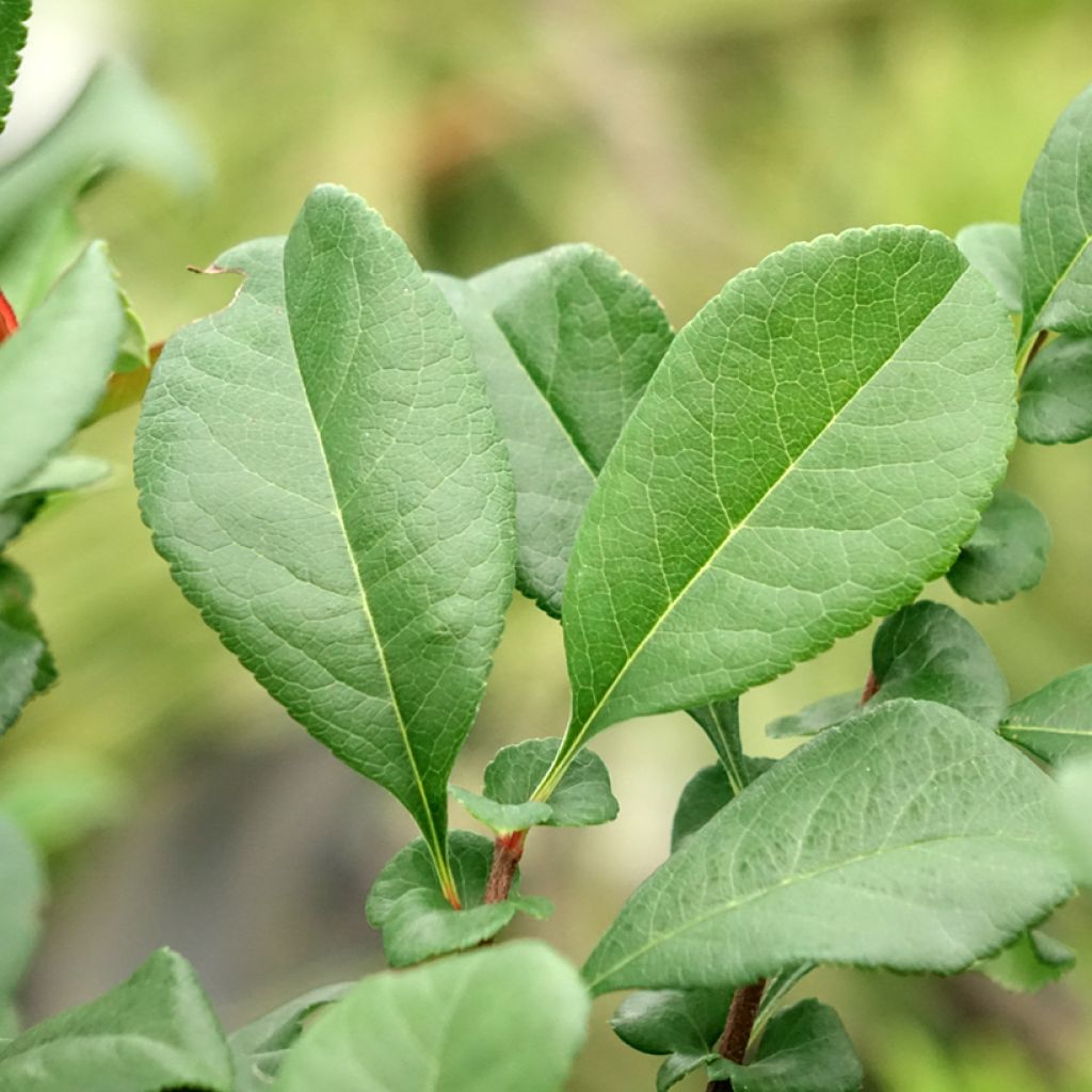 Marmeleiro-do-Japão Hollandia