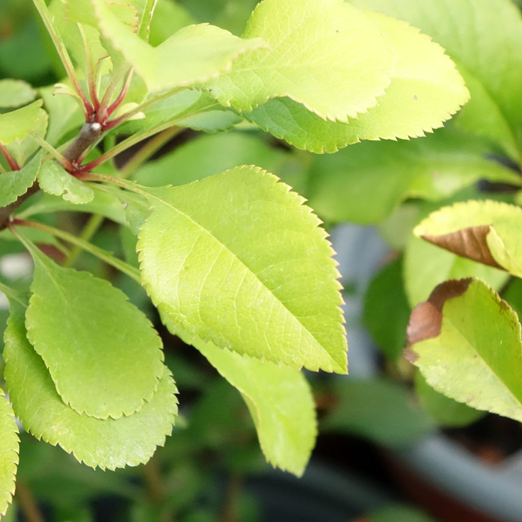 Marmeleiro-do-japão Cido - Chaenomeles japonica