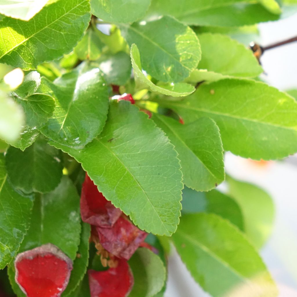 Marmeleiro-do-Japão Cido Red - Chaenomeles japonica