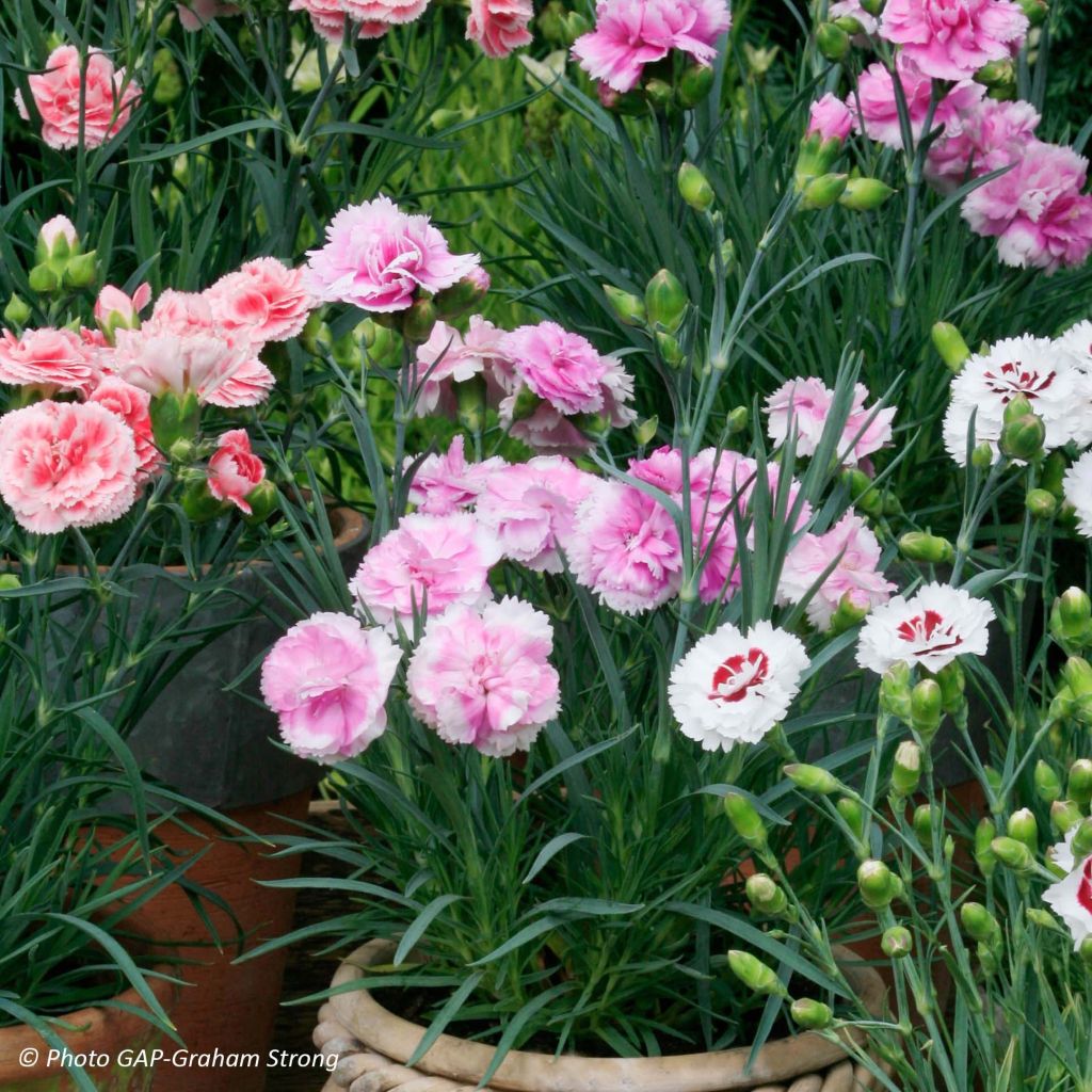 Coleção de 3 Cravos-de-defunto perfumados