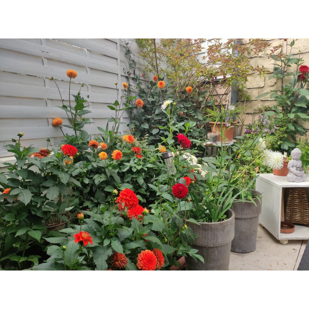 Coleção 3 dálias bola, tons quentes