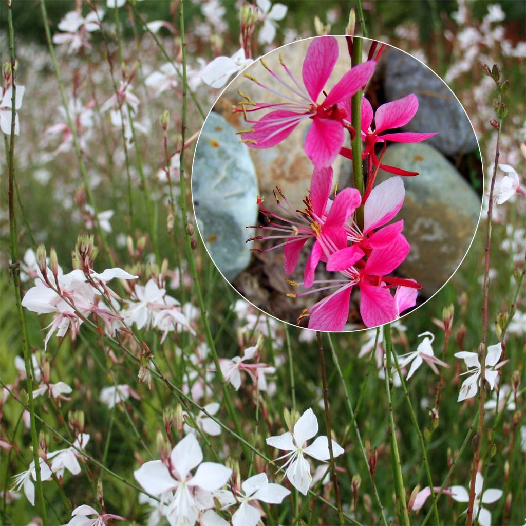Coleção de 3 Gauras em Rosa e Branco