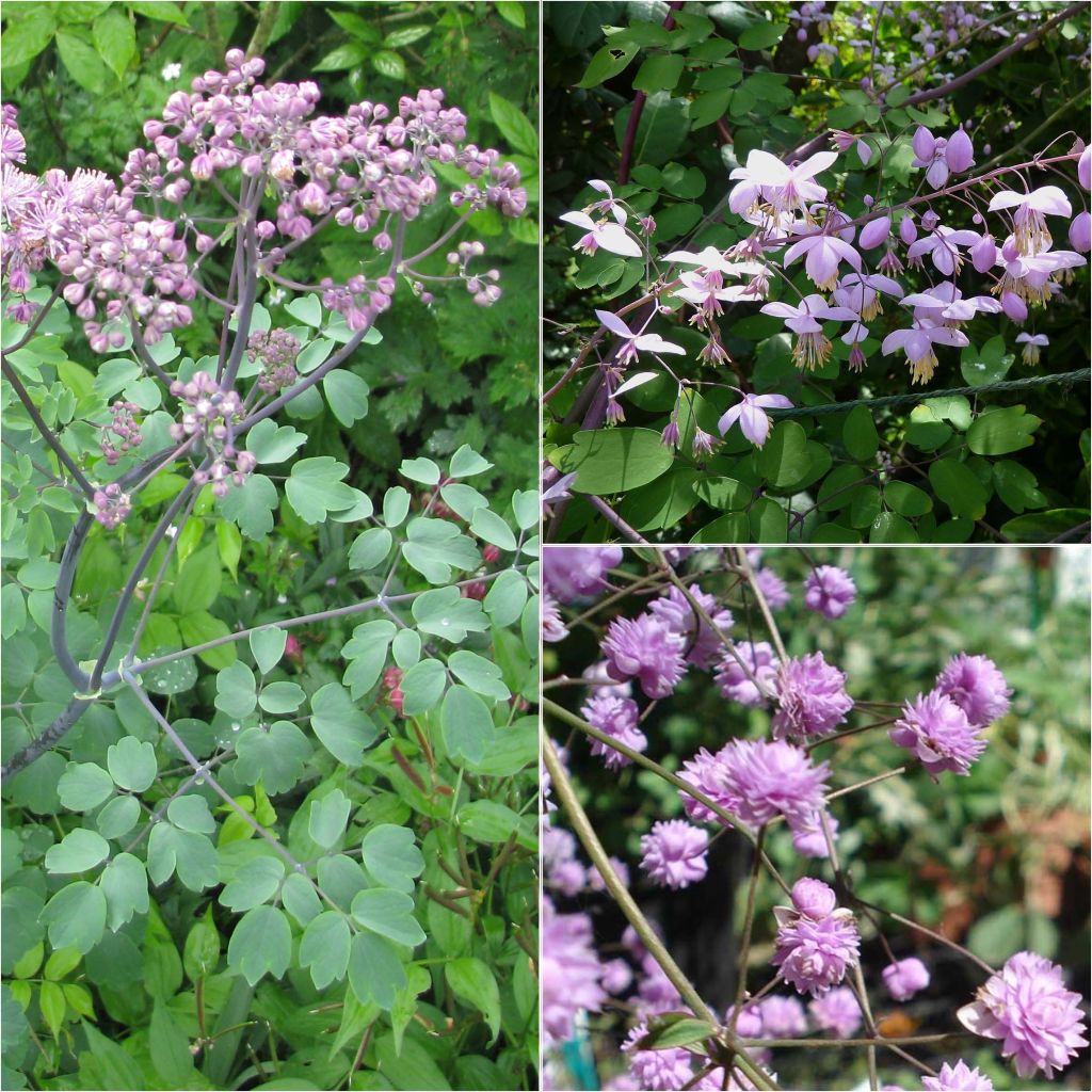 Coleção de 3 Thalictrum rosa lilás