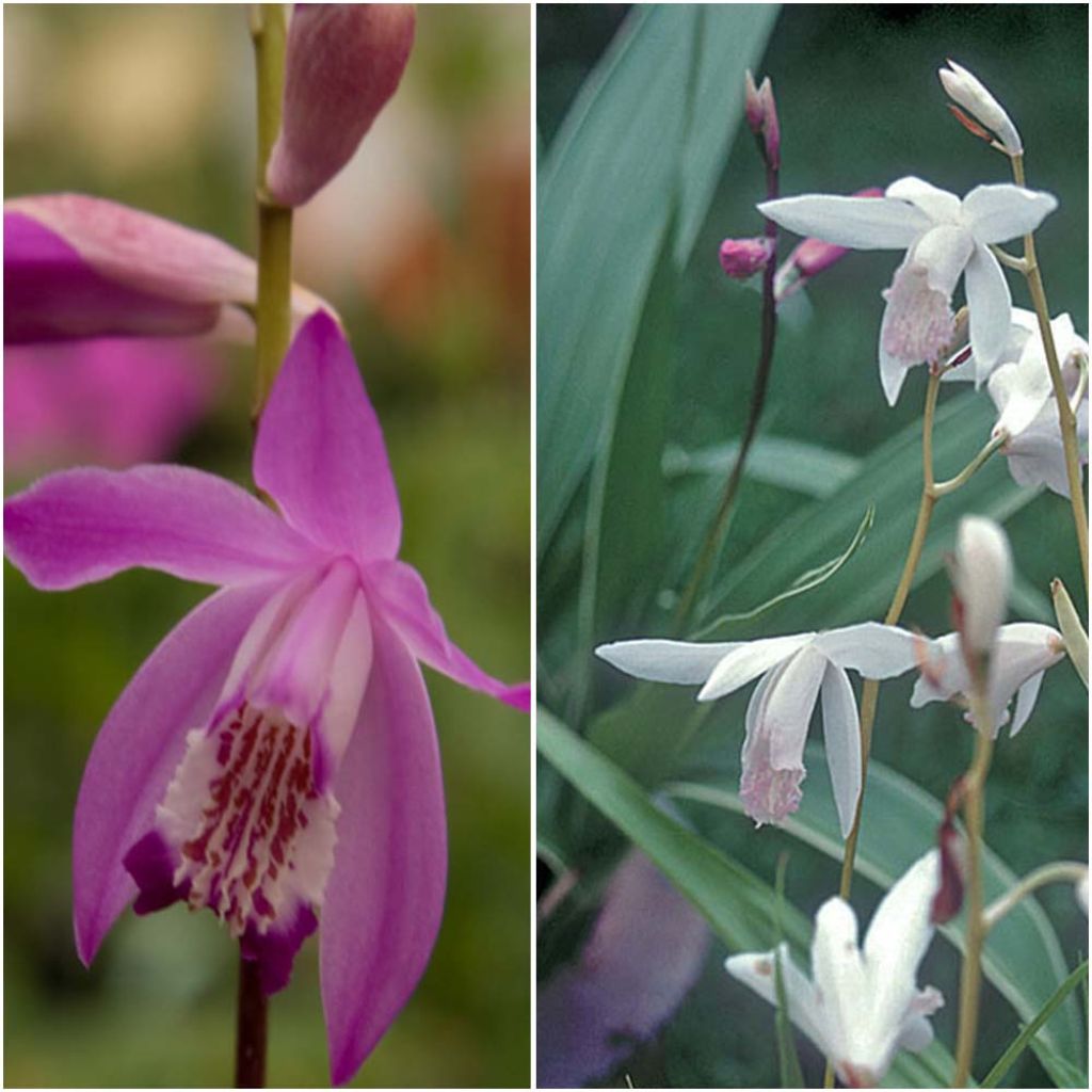 Coleção de 6 Blétillas