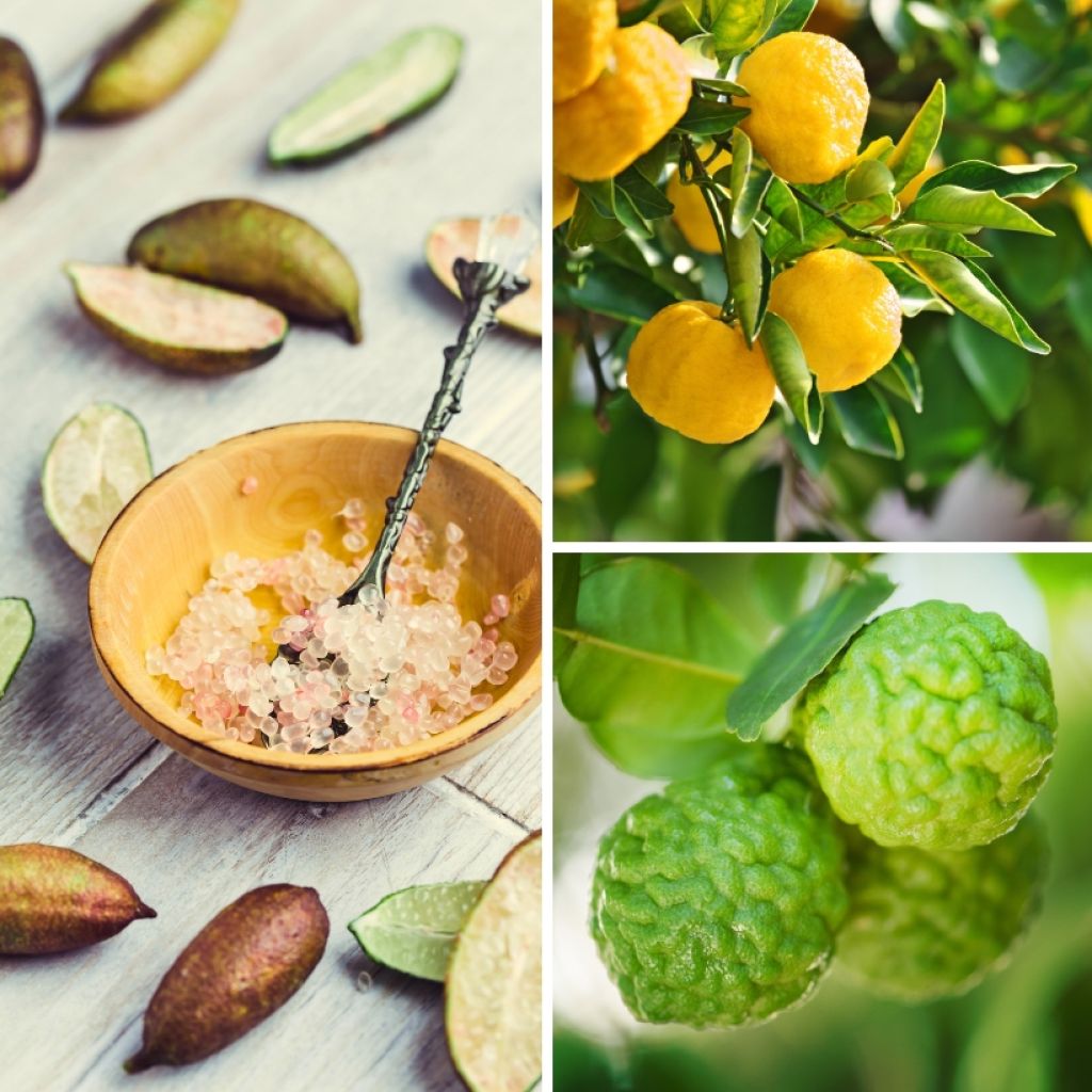 Coleção de citrinos gourmet para a cozinha