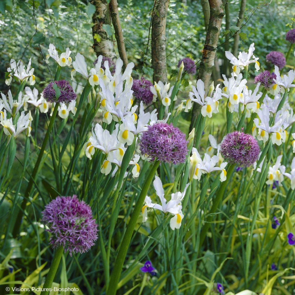 Coleção Allium & Iris da Holanda
