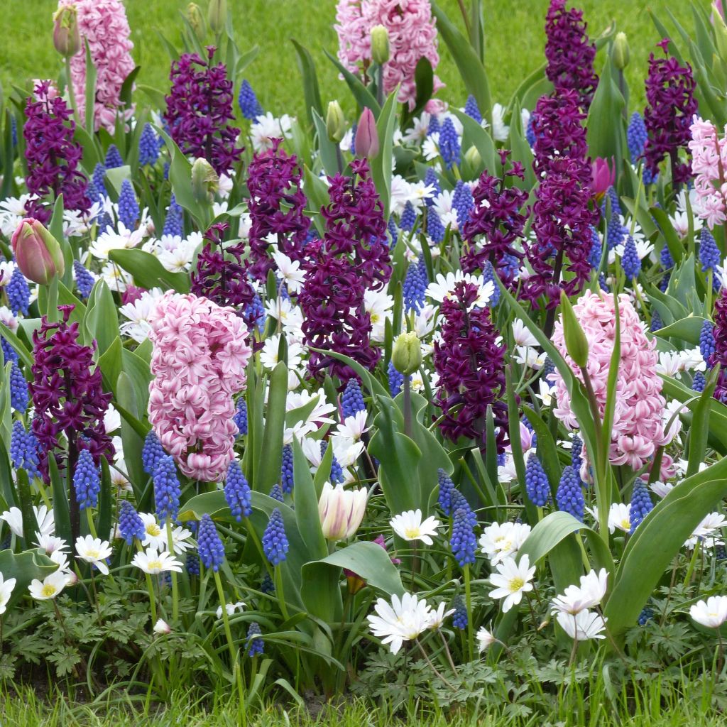 Coleção Passeio Aromático