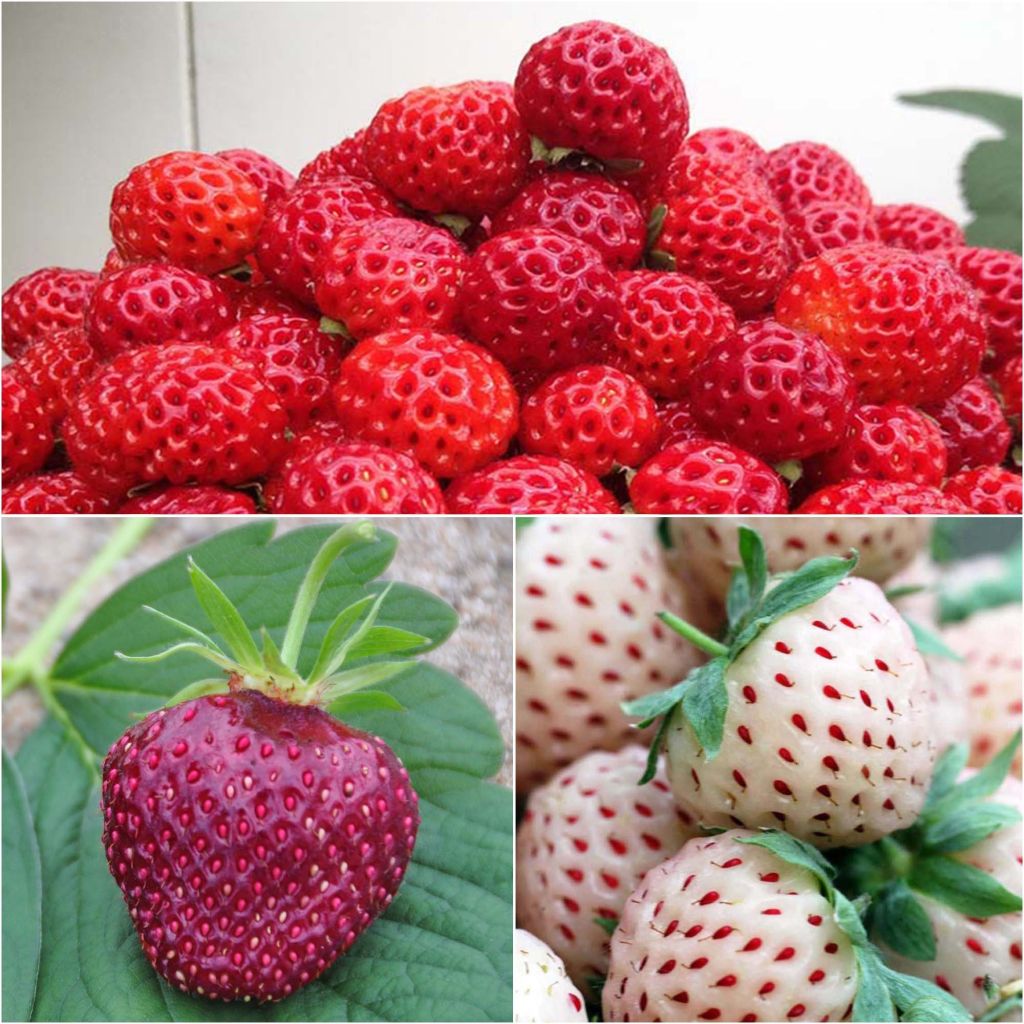 Coleção de 3 Morangueiros Framberry, Cherry Berry, Pineberry